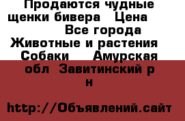 Продаются чудные щенки бивера › Цена ­ 25 000 - Все города Животные и растения » Собаки   . Амурская обл.,Завитинский р-н